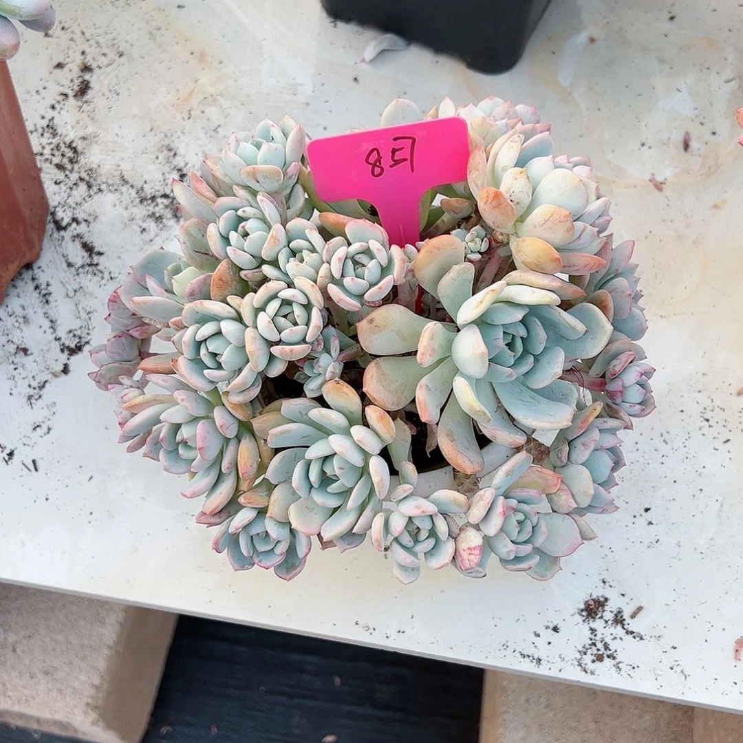 宇****女857蜜桃格林多肉植物