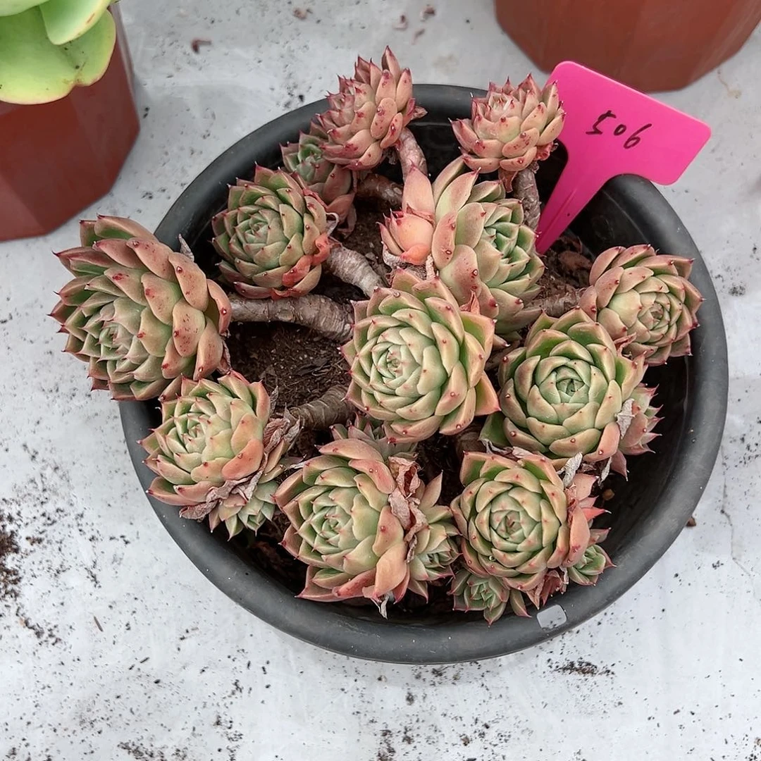 冰*淋506沙漠玫瑰杂多肉植物