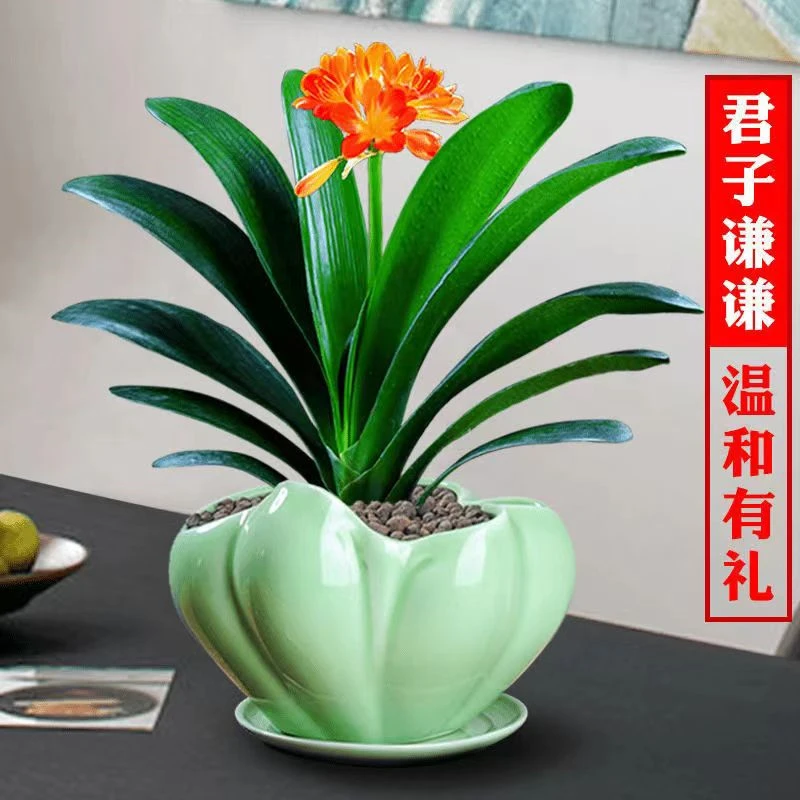 君子兰圆头和尚盆栽室内植物花卉绿植四季开花不断好养易活老苗