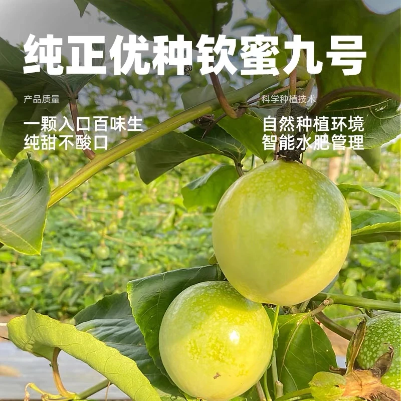 海南黄金百香果钦蜜9号香甜爽口酸甜多汁产地直发新鲜现摘饱满