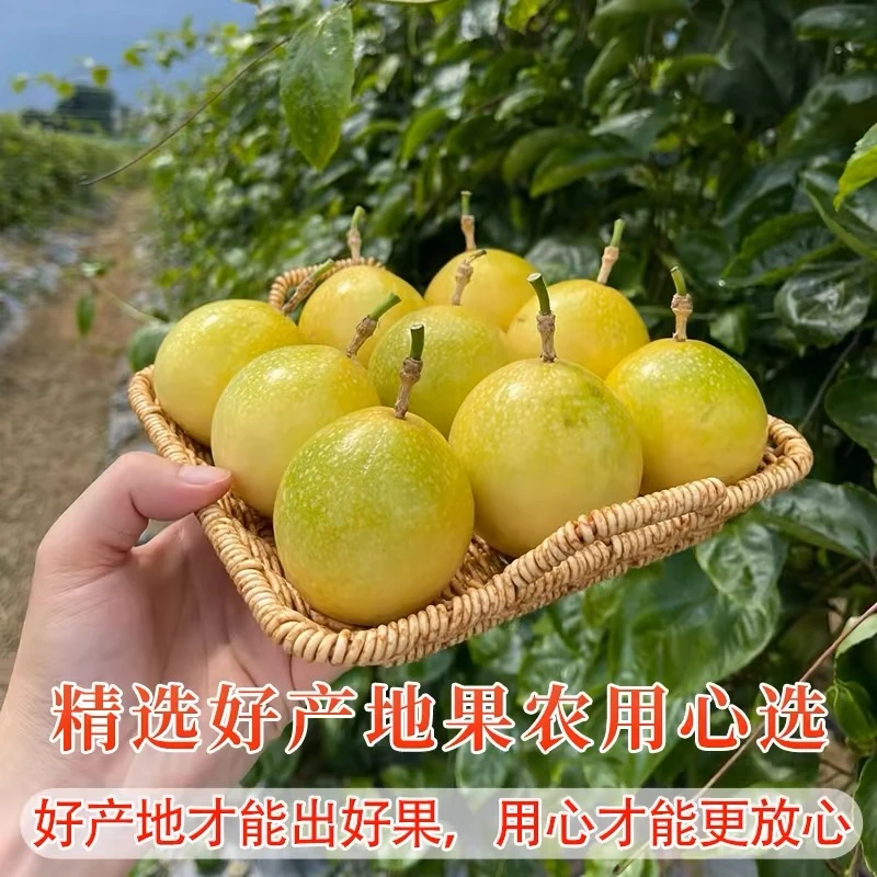 海南黄金百香果钦蜜9号香甜爽口酸甜多汁产地直发新鲜现摘饱满
