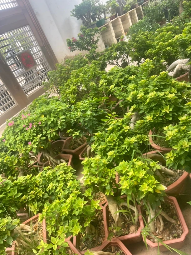 绿植盆栽一物一拍