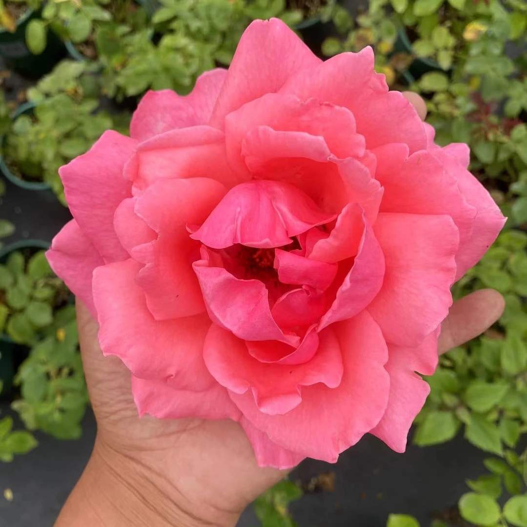 滇香月季 1加仑 2.5L盆粉扇大花带香味直立顶楼盆栽地栽灌木月季