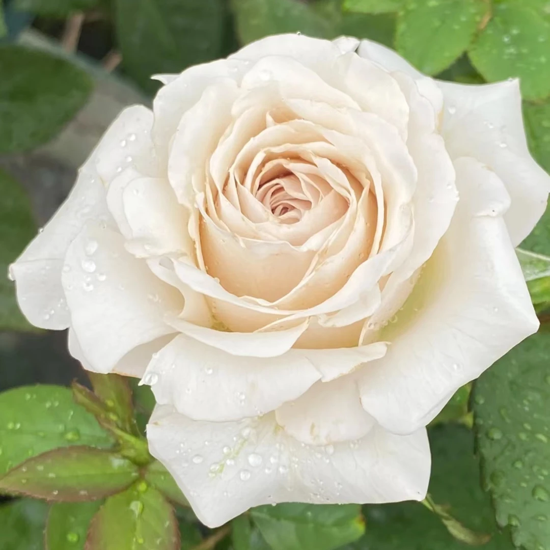 银色衬裙新品花园玫瑰扦插花苗阳台庭院盆栽四季开花月季灰紫色调