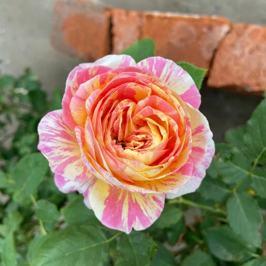 莫奈月季黄粉双色条纹分支性好勤花抗病非常耐热也称广东三宝之一