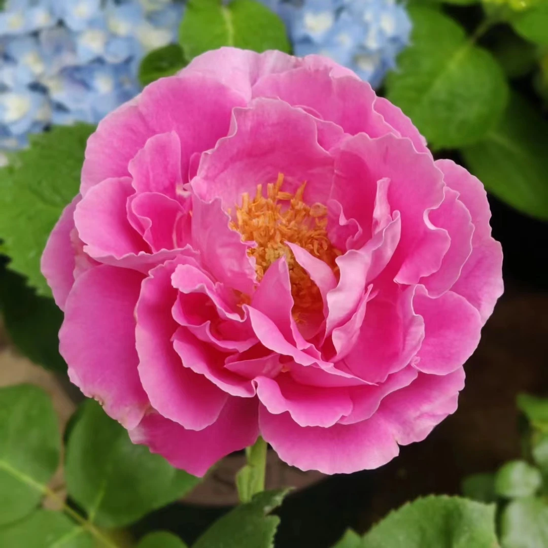 牡丹月季粉色大花少刺抗病性强花开如牡丹多季节重复开花盆栽绿植