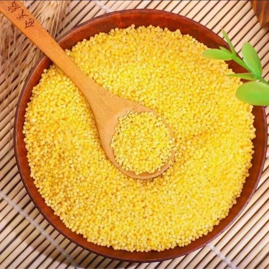 2024东北新小米黄小米煮粥煮饭健康小米5斤