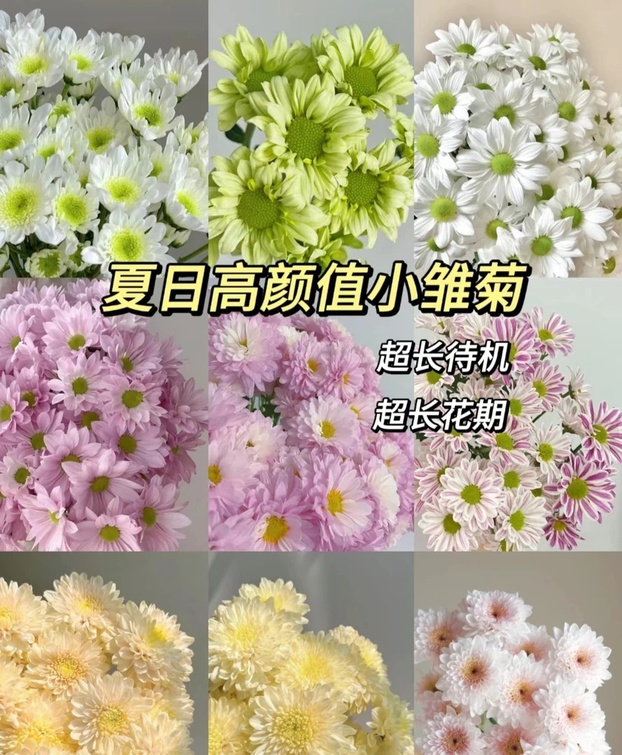 【花禧满阁】夏日小菊系列 （任意三单一个运费）