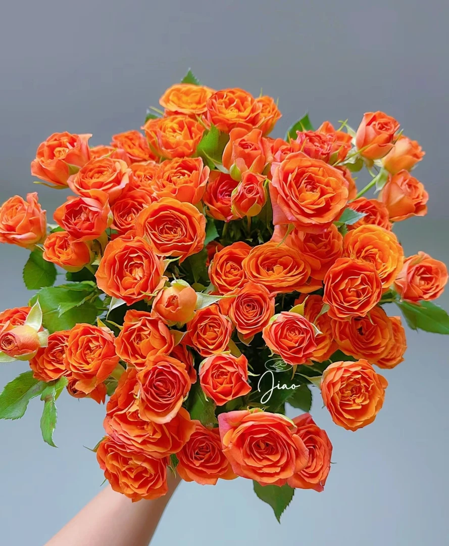 【花禧满阁专属】橙色芭比 基地直采直发（任意三单一个运费）