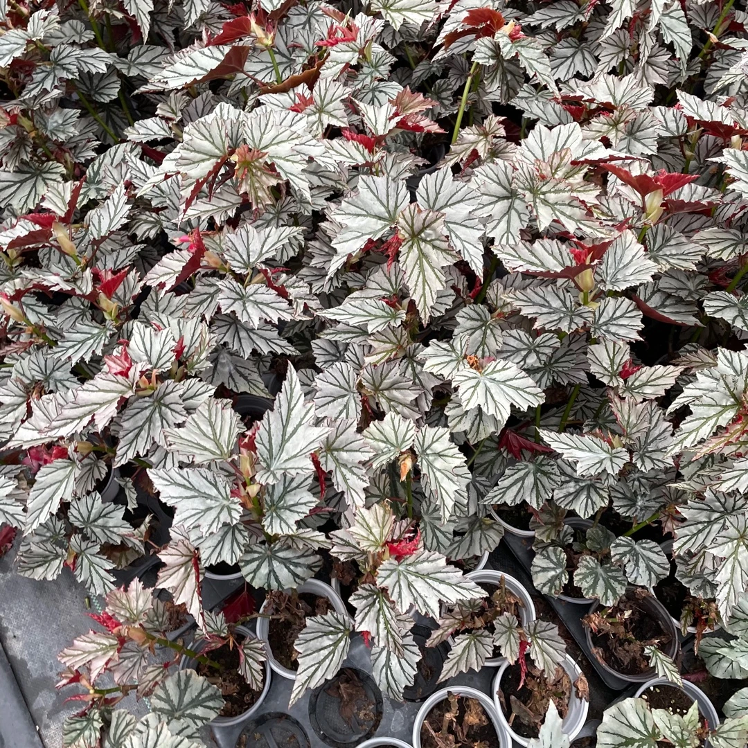 秋海棠ins风网红盆栽室内桌面款观叶绿植北欧风美观