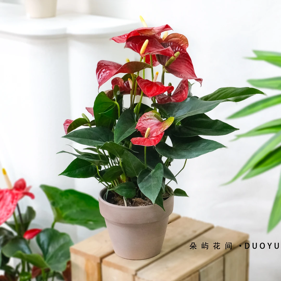 红掌盆栽室内花卉水培盆栽年宵节日花卉盆栽养护简单叶片夏季客厅