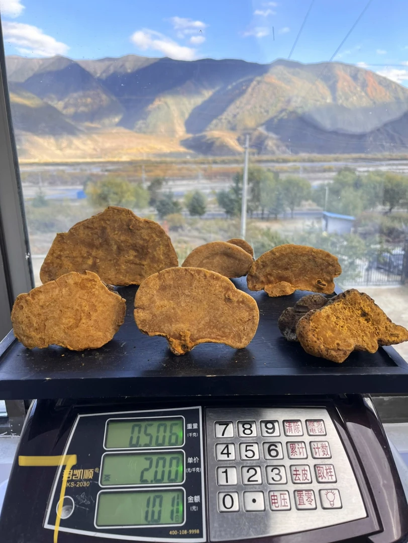西藏墨脱桑树桑黄灵芝 现称现拍