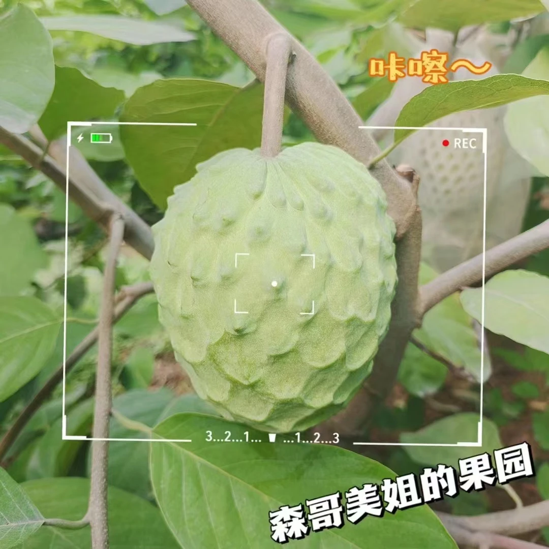 虎门释迦6斤10斤装