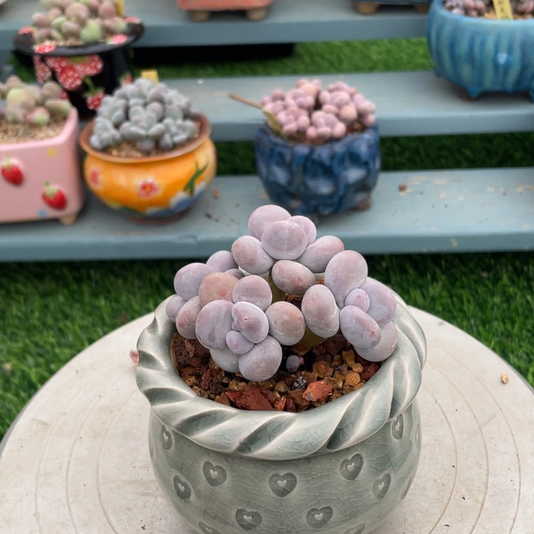 江**呀蛋黄奶酪多肉植物