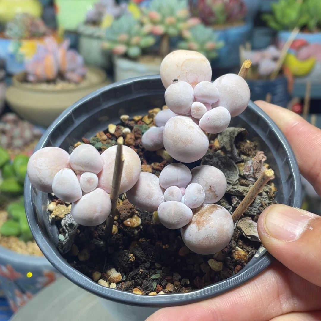 水光针奶酪多肉植物