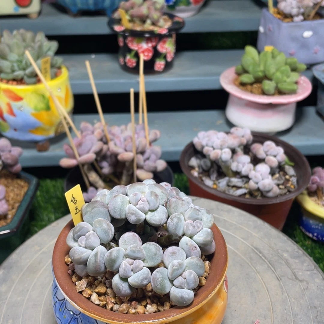 香玉多肉多肉植物