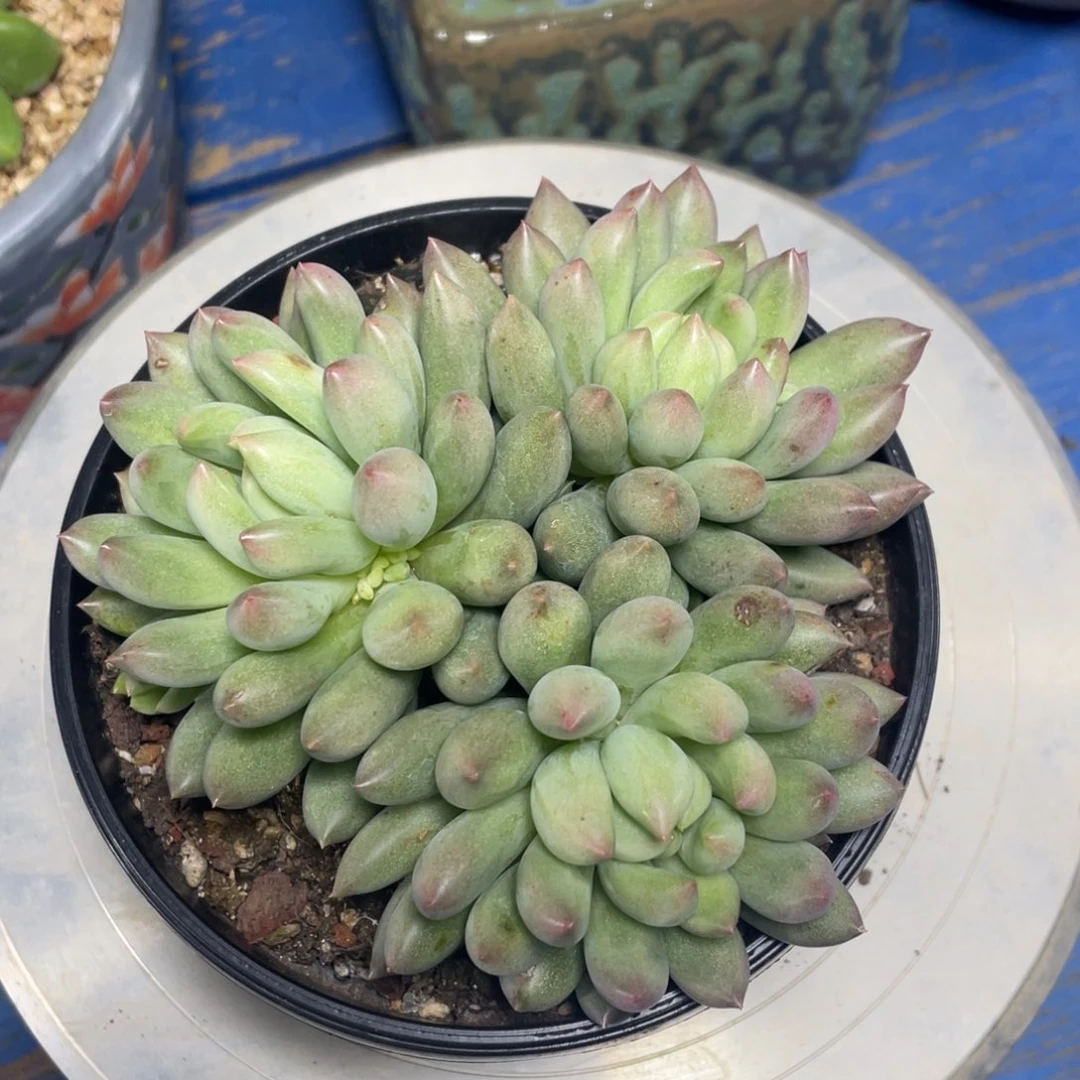 岩字3头多肉植物