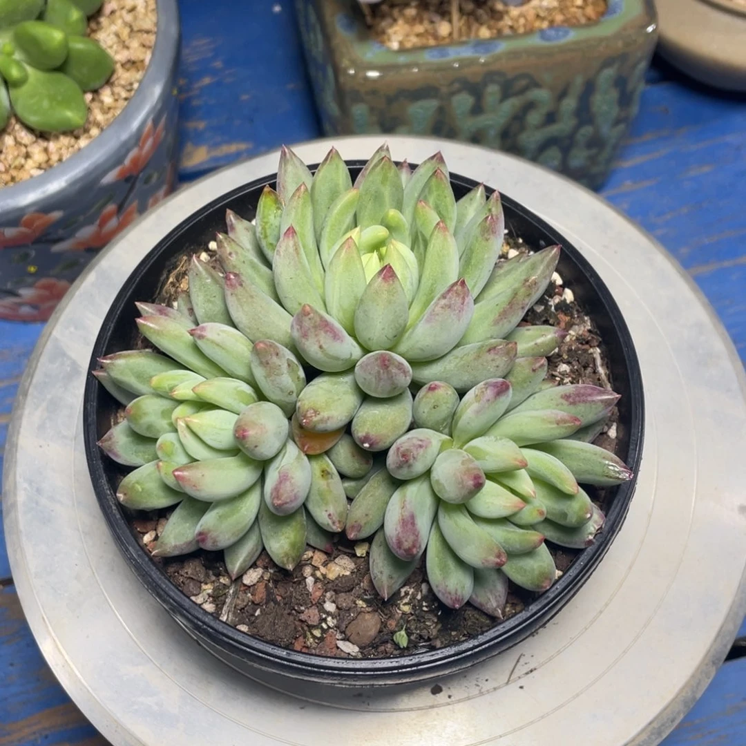 二代虞美人多肉植物