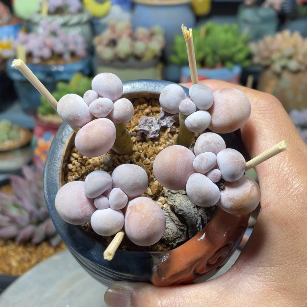 4头烟美人多肉植物