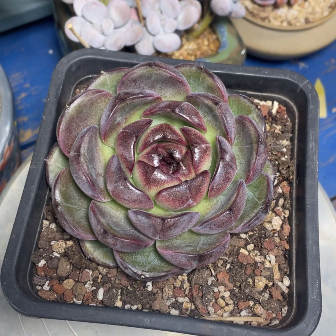 天****线黑橙单头多肉植物