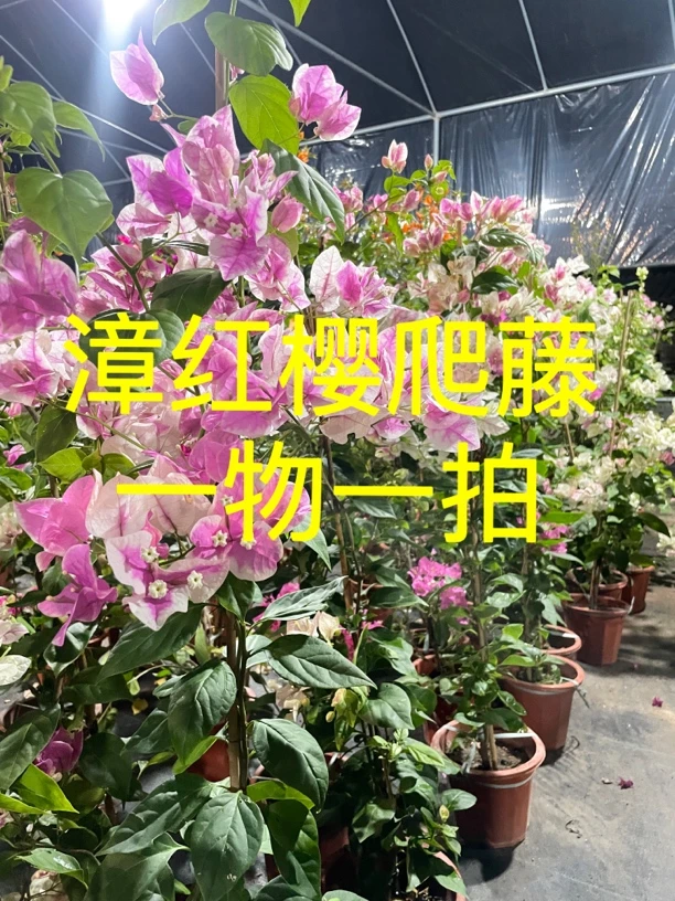 漳红樱一物一拍三角梅发货苗情以直播间为准