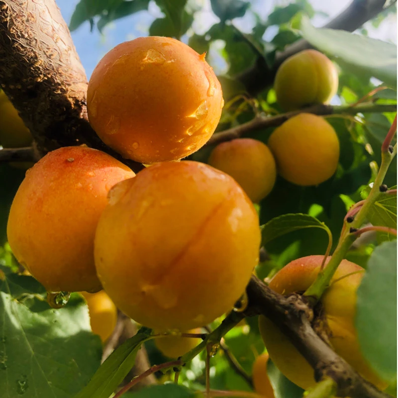 新疆小红杏软糯香甜汁水足，杏味浓，乌鲁木齐直飞京东