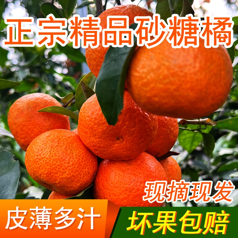 广西正宗优质砂糖橘3/5/9斤成熟新鲜水果当季皮薄多汁现摘现发