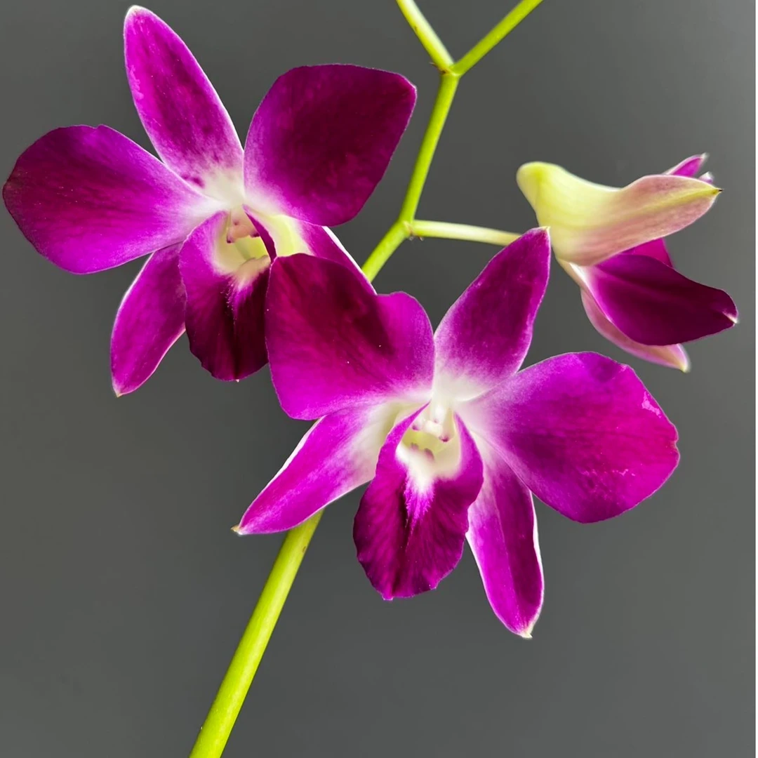 秋石斛兰（三亚阳光）1支花剑发货花漂亮好养护/花期长（大花型）