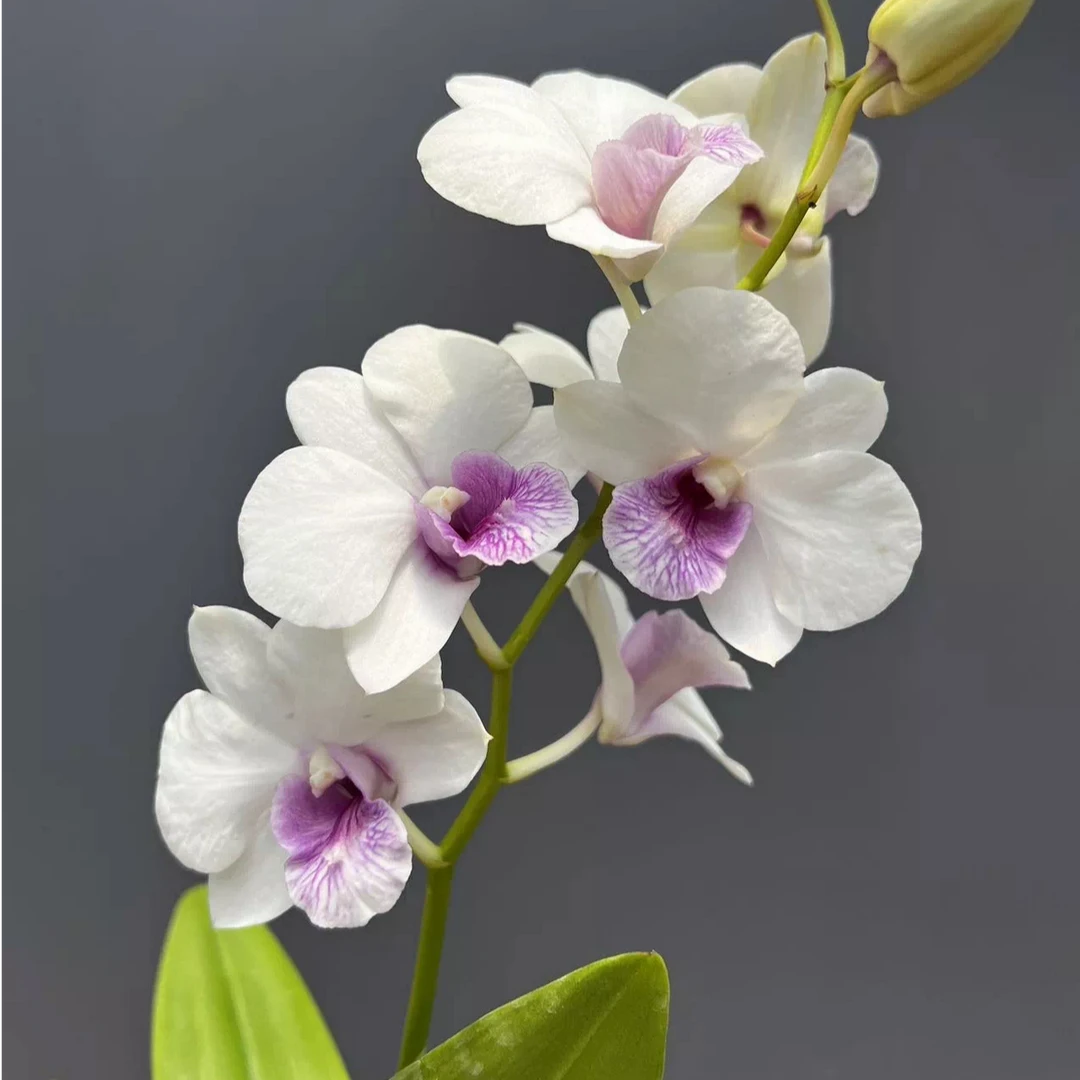 秋石斛兰（醉芙蓉）带1支花盆栽兰花大花圆花瓣开花漂亮好养护