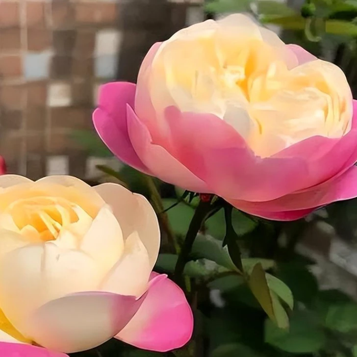和室树桩月季棒棒糖造型庭院造景好养四季开花【修剪发货】