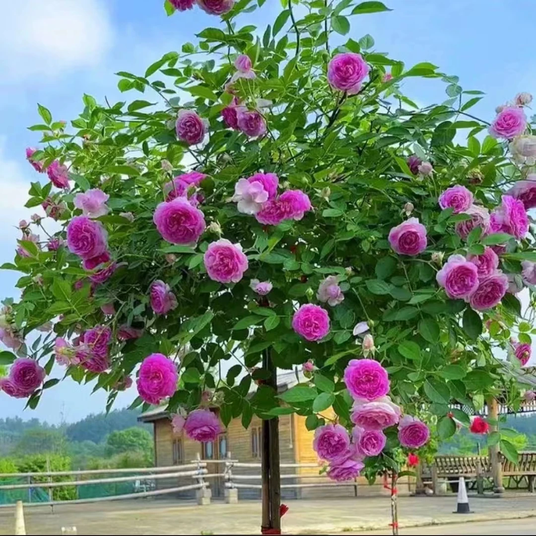 【玛姬婶婶】紫色微型浓香月季花苗 麻吉婶婶 多头勤花 多季开花