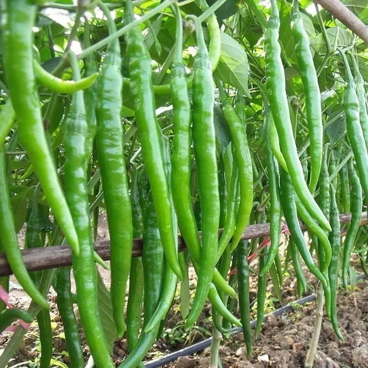 恩施高山农家自种线椒5斤包邮