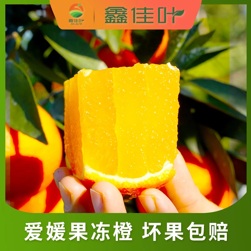 【鑫佳叶】爱媛4.5斤小果16-20/中果12-16/大果10-12/特大果8-10个