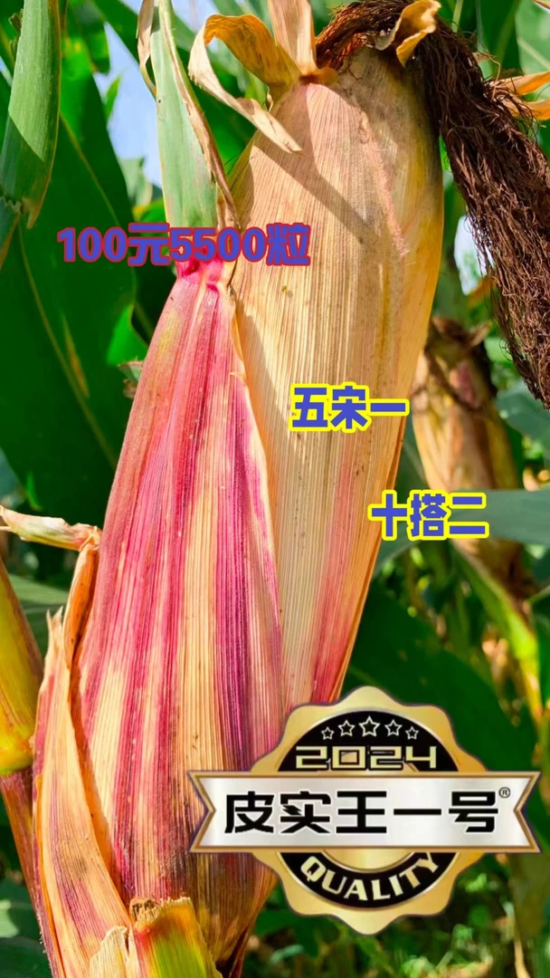 绿植萍【高产品种】100元5500粒