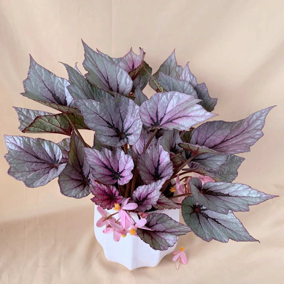 晚秋红秋海棠观赏植物叶片美观会开花室内养护好养易活网红植物