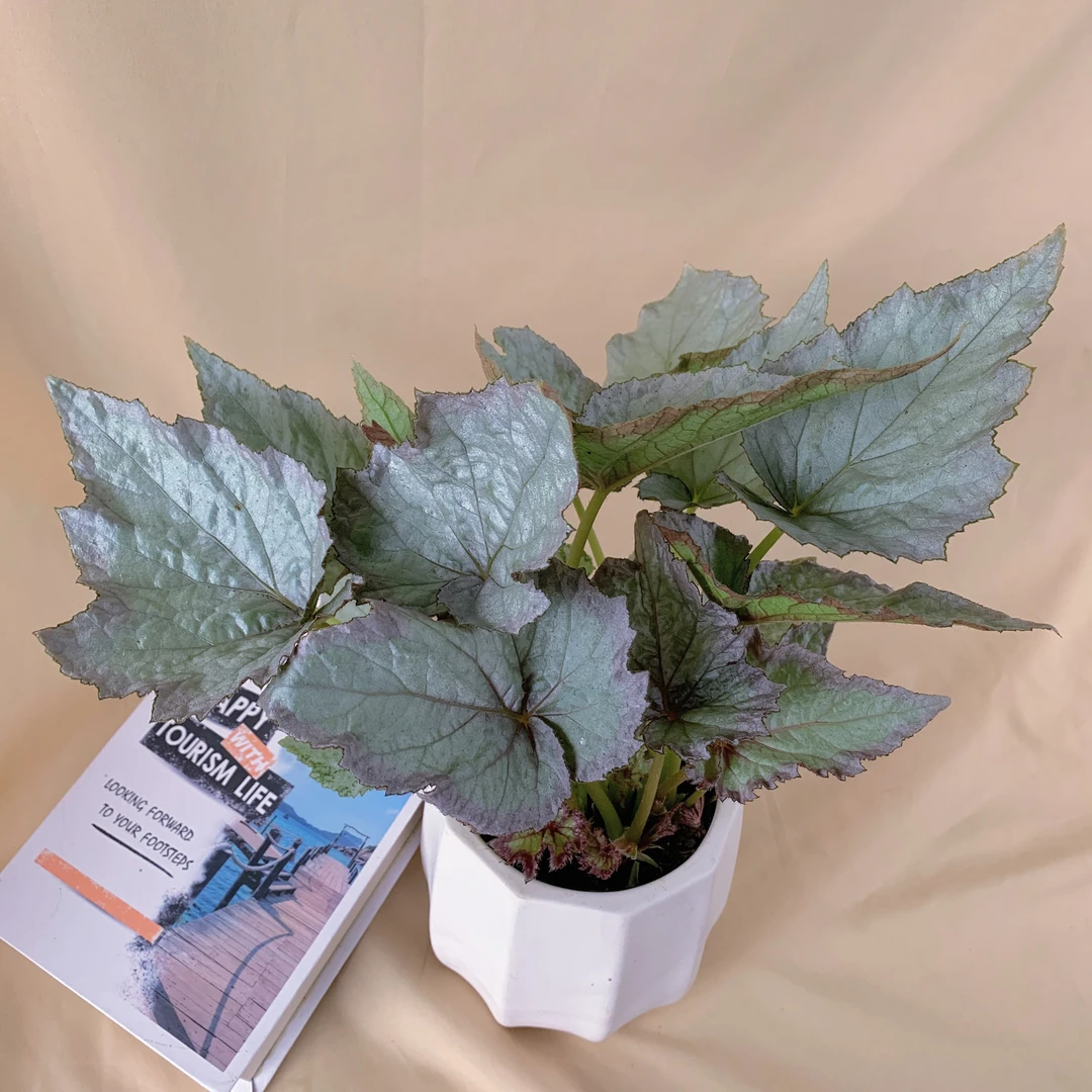 微醺秋海棠盆栽观叶植物叶片美观室内阳台养护好养易活网红植物