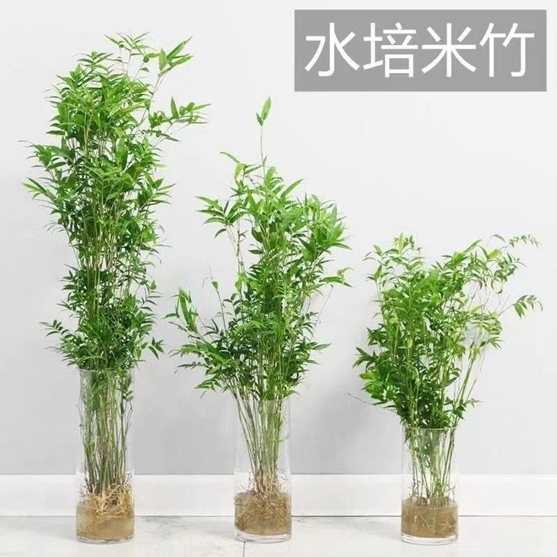 水培米竹盆栽造景土栽竹子苗凤尾竹室内绿植观赏竹子庭院盆景植物