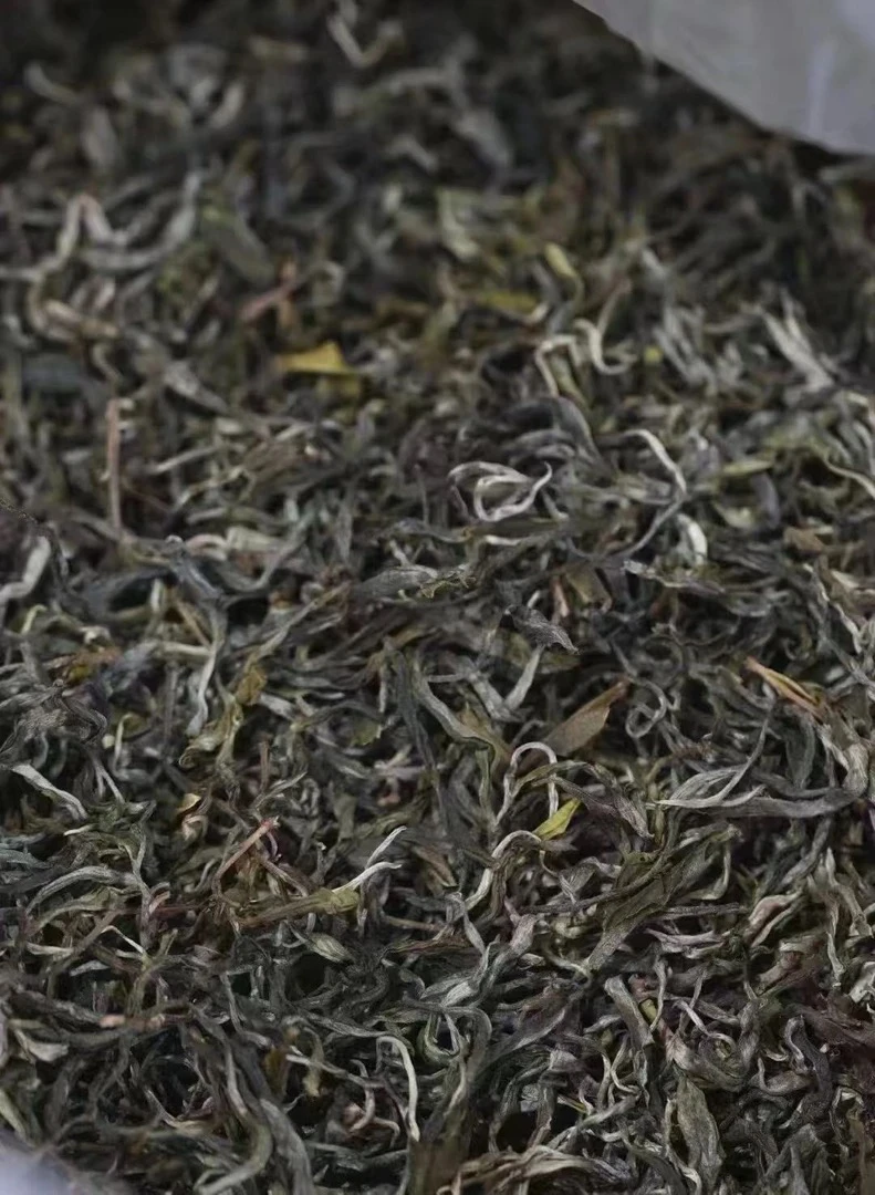 五老山国有林森林茶2024年古树纯料 普洱茶生茶500克