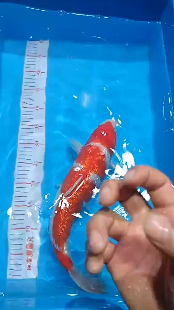 【闪购商品】锦鲤淡水不分公母0活体顺丰包邮包开箱活