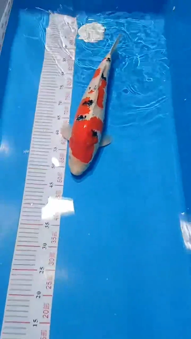 【闪购商品】锦鲤淡水不分公母0活体顺丰包邮包开箱活