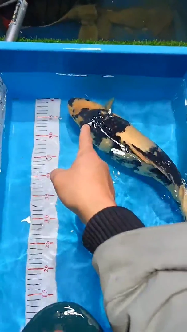 【闪购商品】锦鲤淡水不分公母0活体顺丰包邮包开箱活