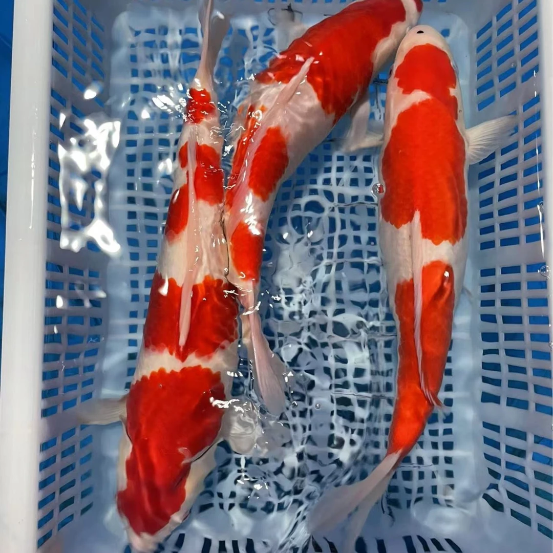 博雅观赏鱼锦鲤链接