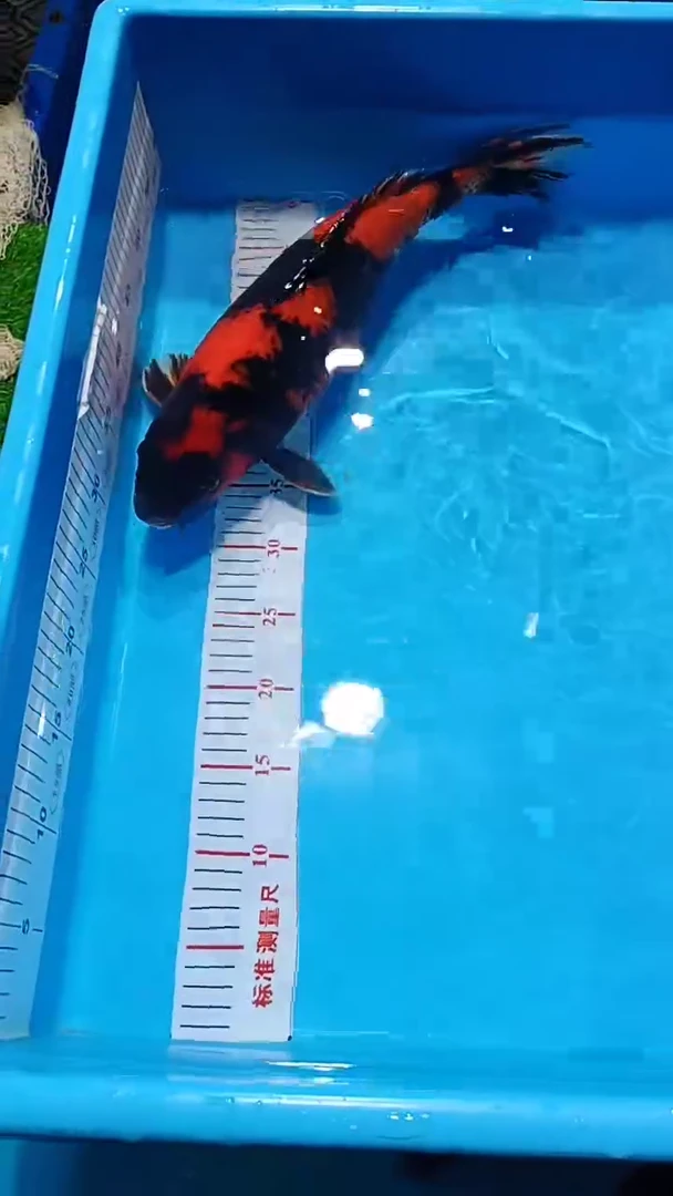【闪购商品】锦鲤淡水不分公母0活体顺丰包邮包开箱活