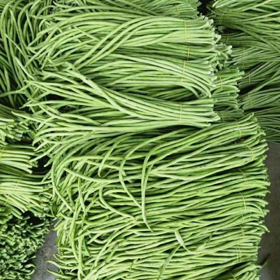 当天现摘长豆角新蔬菜买菜豇豆角泡菜采摘精选新鲜应季当季自种