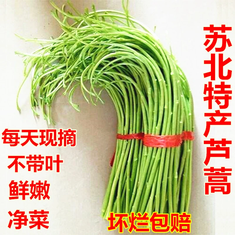 当季篱蒿现摘去叶当季芦蒿新鲜黎蒿蔬菜野菜藜蒿鲜嫩泥蒿蔬菜