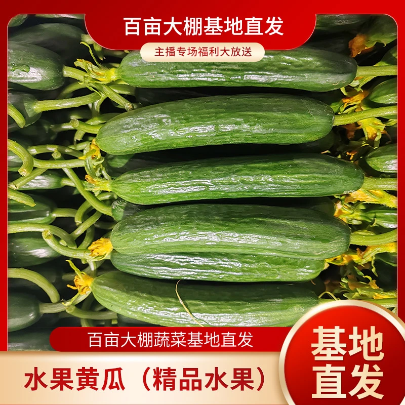 精品果出口品质无刺嫩水果小黄瓜生吃即食新鲜生吃优质清爽美味