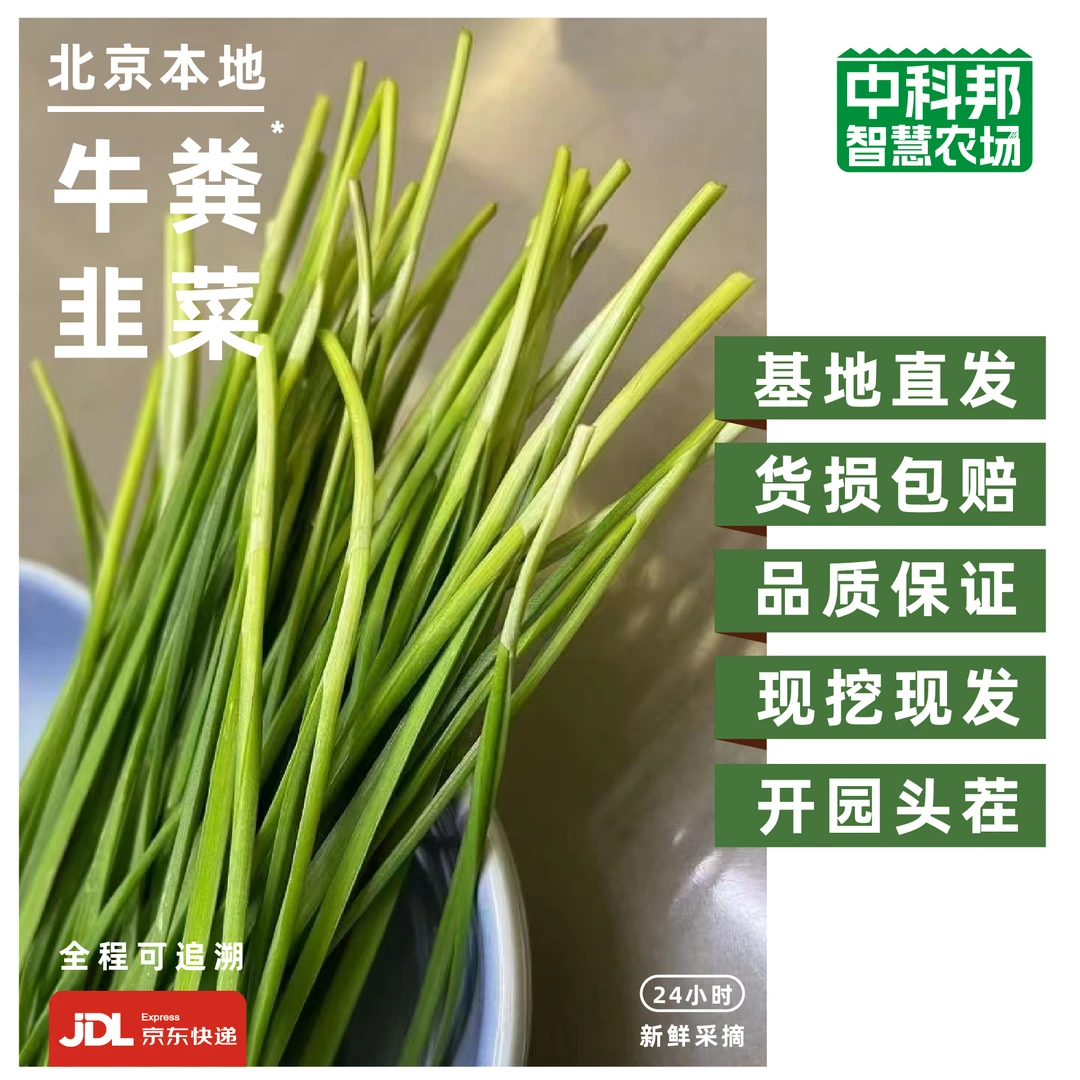 韭菜 / 好评如潮 / 太好吃 / 放心菜 / 北京本地种植 / 牛粪养地【好东西】