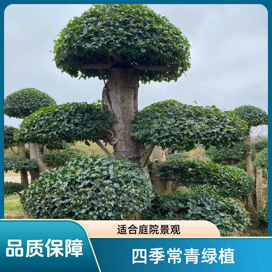 【百年老桩精品对接白蜡】耐寒耐热易生长适应南北方天气原产于京山