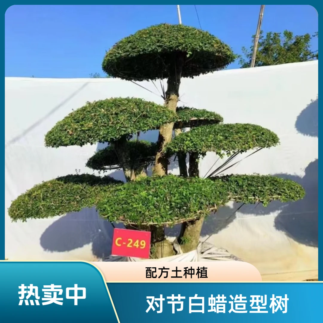 七夕对节白蜡造型树庭院景观树别墅景观盆景树苗圃直播（专用定金）