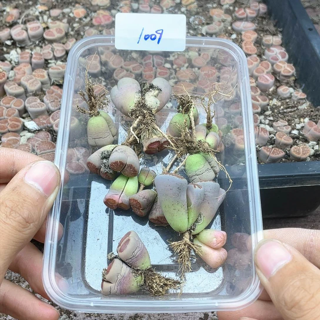红陶遇***有1009kkkkkkkkk
